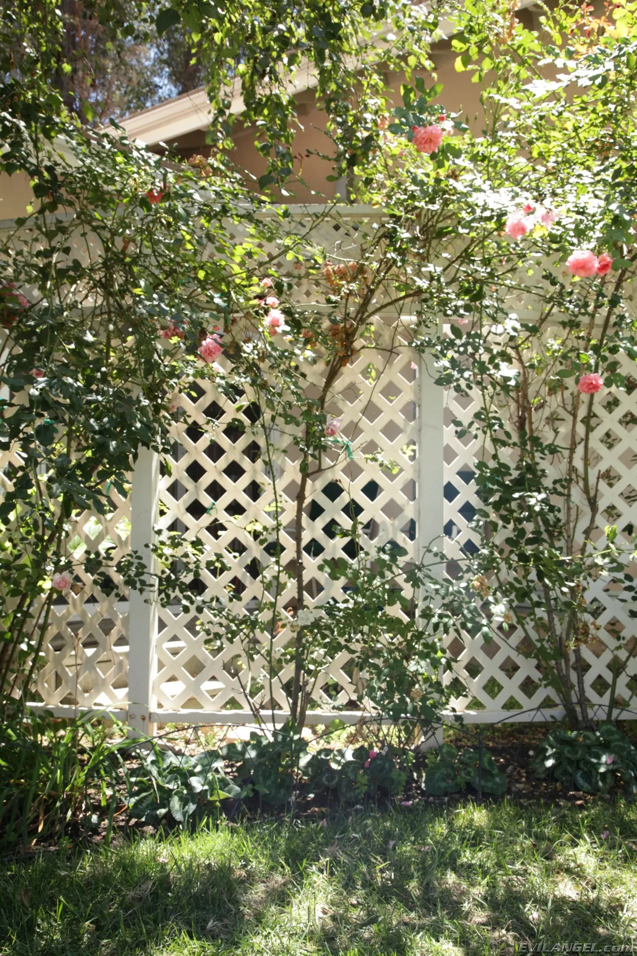 Evil Angel 'My Evil Stepmom Fucked My Ass 3' starring Dana Vespoli (Photo 180)